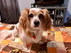 Daisy D201387
