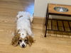 Daisy D201387
