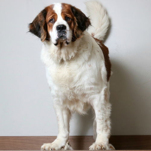 Zena D201425