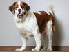 Zena D201425