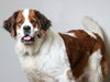 Zena D201425