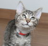 Achilles C200397