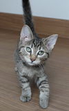 Achilles C200397