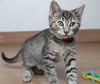 Achilles C200397