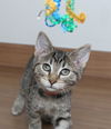 Achilles C200397