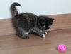 Tomato C200415