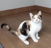Daisy C200427