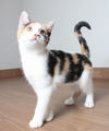Daisy C200427