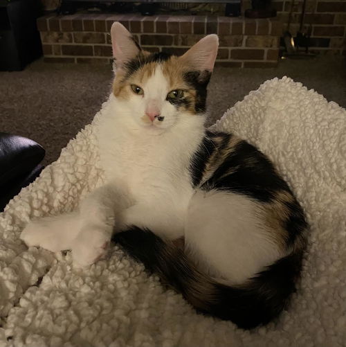 Daisy C200427