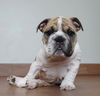 Nini *SPECIAL NEEDS* D201460