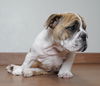 Nini *SPECIAL NEEDS* D201460