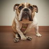 Nini *SPECIAL NEEDS* D201460