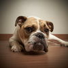 Nini *SPECIAL NEEDS* D201460