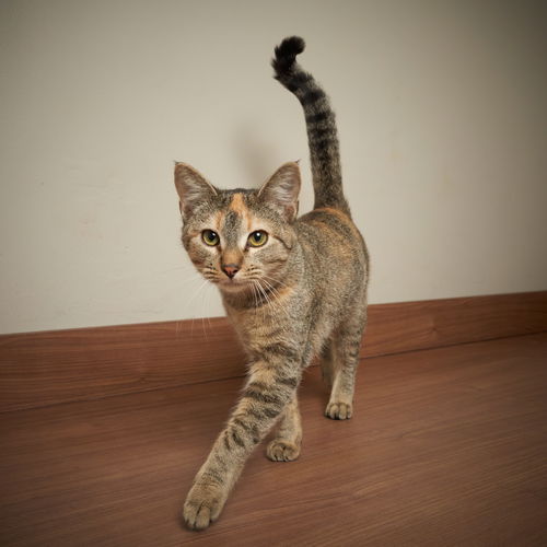 Dahlia C200467 *Bonded w/Denise C200468*