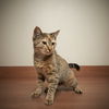 Dahlia C200467 *Bonded w/Denise C200468*
