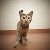 Dahlia C200467 *Bonded w/Denise C200468*