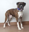 Achilles D201697