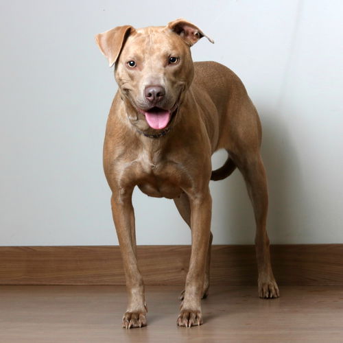Nala D201701