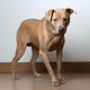 Nala D201701