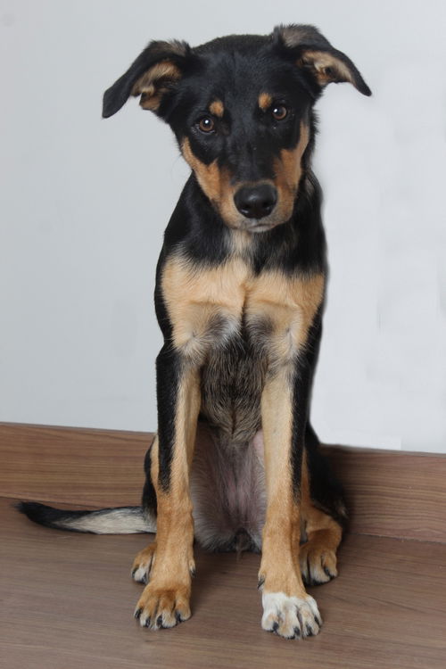Nala D201790