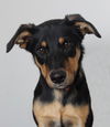Nala D201790