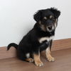 Nala D201940