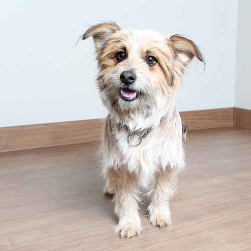Bailey D210055