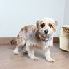 Bailey D210055