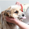 Bailey D210055