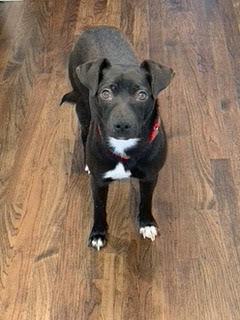 **Primrose D210236