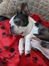 Babs D210247
