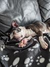 Babs D210247