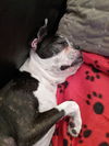Babs D210247