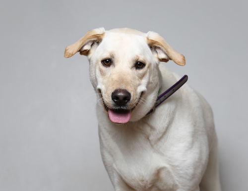 Daisy D210284