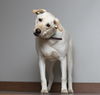 Daisy D210284