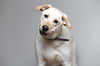 Daisy D210284