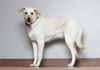 Daisy D210284