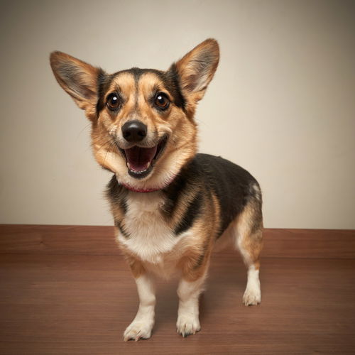 Daisy D210318