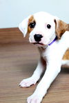 Willow D210429