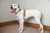 Willow D210429