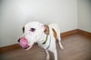 Willow D210429