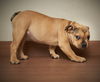 AILBHE *NEONATE GRAD* D210476