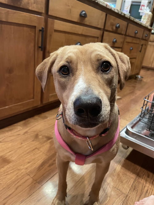 Daisy D210498