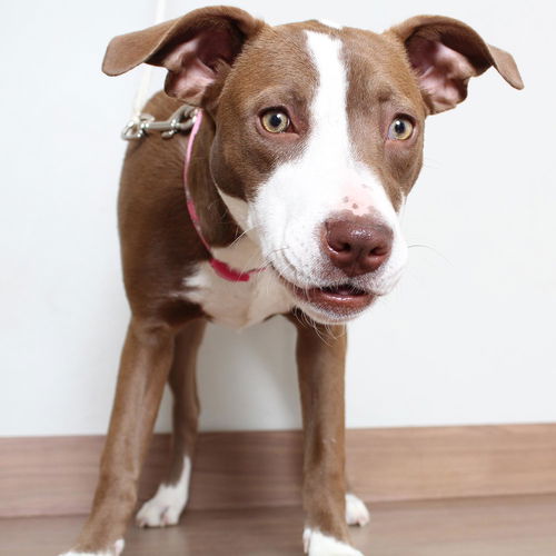 Nala D210500