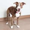 Nala D210500