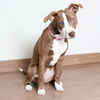 Nala D210500