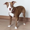 Nala D210500
