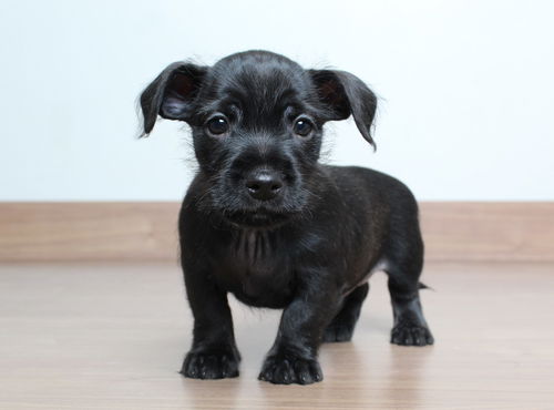 Bailey D210572