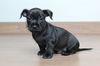 Bailey D210572