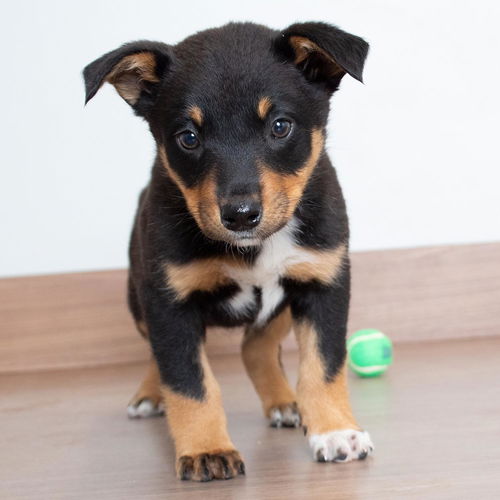 Bailey D210675